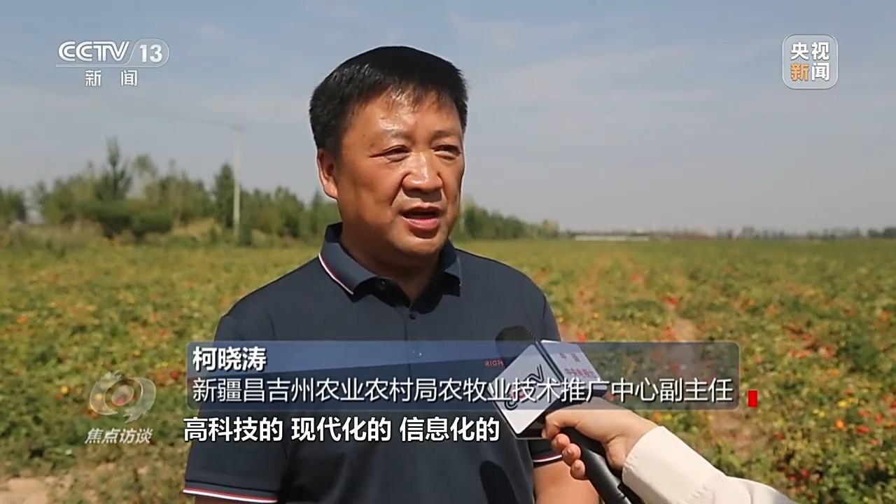 秧田里有高秧怎么办_农村高科技种秧视频_农村种草莓专业户视频