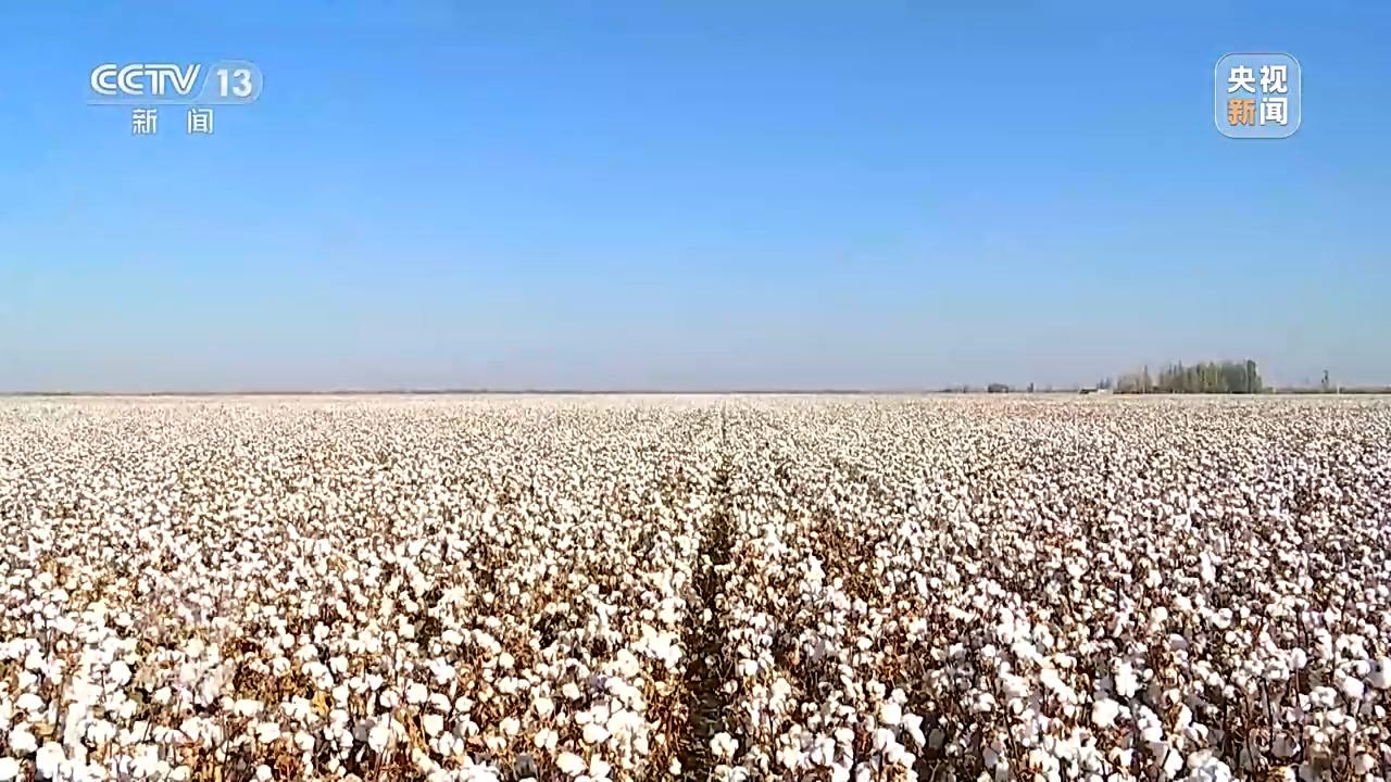 秧田里有高秧怎么办_农村种草莓专业户视频_农村高科技种秧视频