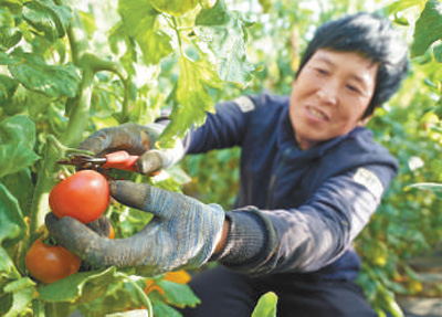 农业科技大棚种植项目_北京农业大棚政策_北京农业高科技大棚