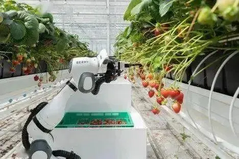 摘梨神器制作视频_自动摘梨机器_吉林梨智能采摘机器人价格